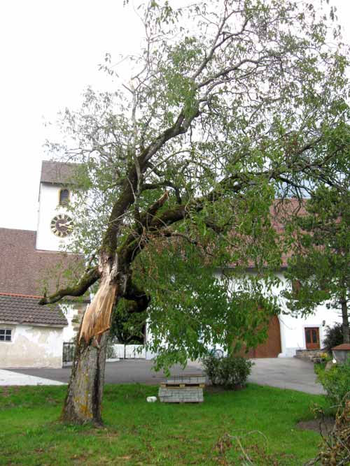 Beschädigter Baum als Ausgangspunkt für eine Holzskulptur